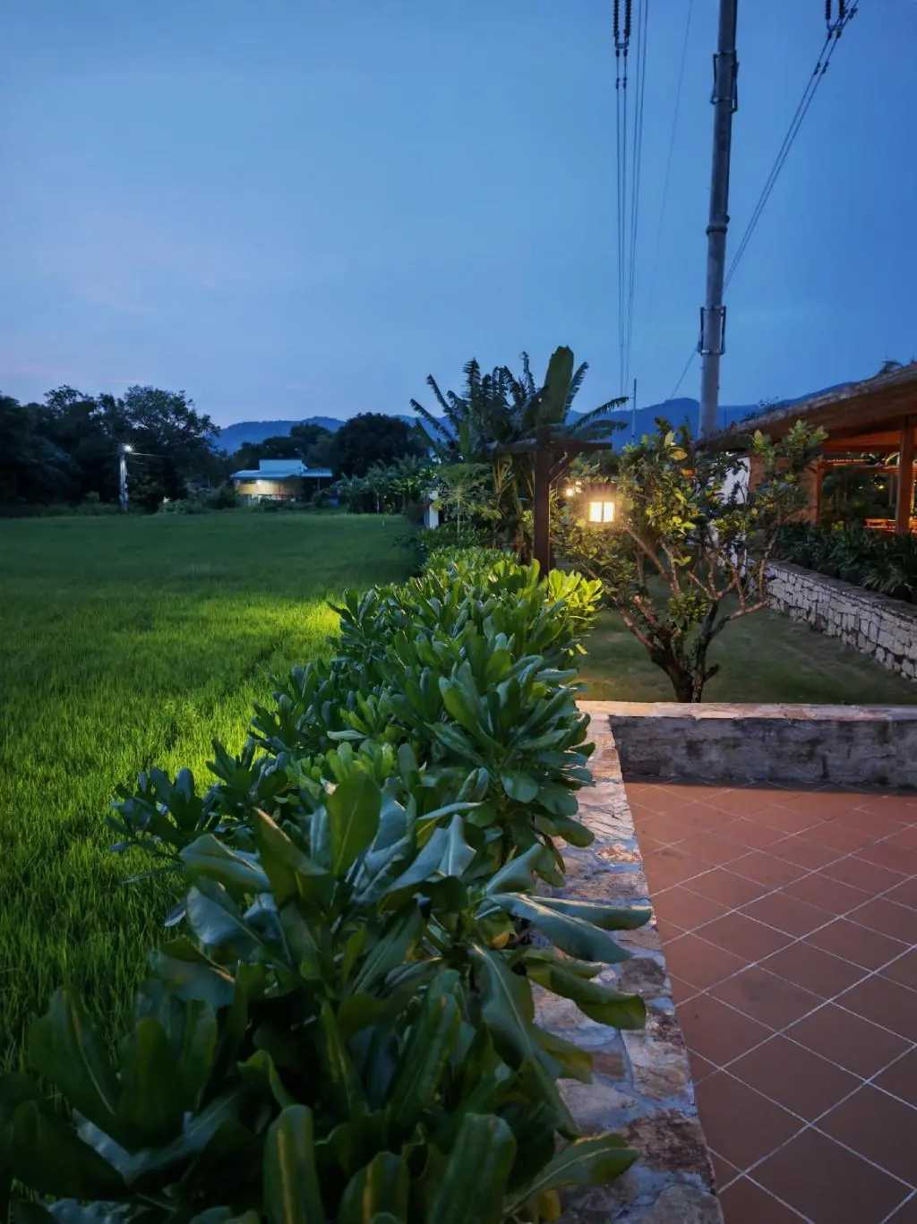 Rice fields at sunrise near the villa